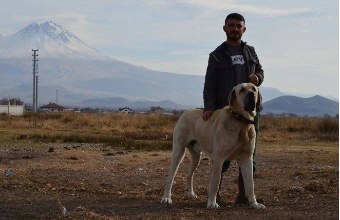 Adını Evliya Çelebi koyduğu’nun Aksaray malaklısı İngiltere’de manşet oldu. Bir öğünde yedikleri hayrete düşürdü 25